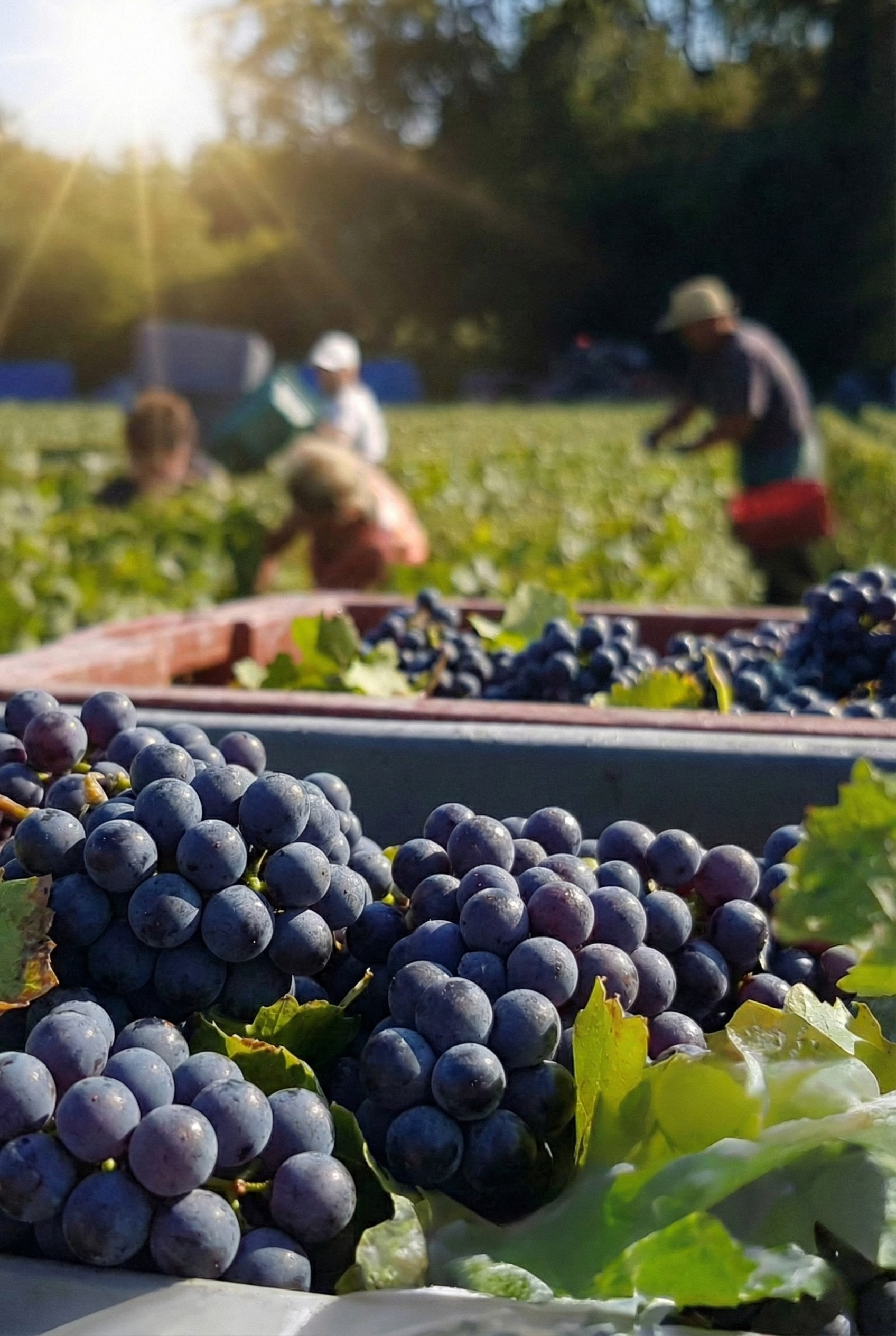 Vendange main d'oeuvre agricole